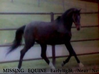 MISSING EQUINE Earlylight, Near New Kensington, PA, 00000